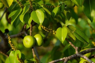 Bạn biết gì về loài cây độc nhất thế giới?
