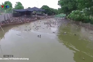 Làm giàu Đăng ký và nhận 60K 24 bao lì xì miễn phí mỗi ngày nhờ nuôi vịt trời 'đẻ' 15 tỷ mỗi năm