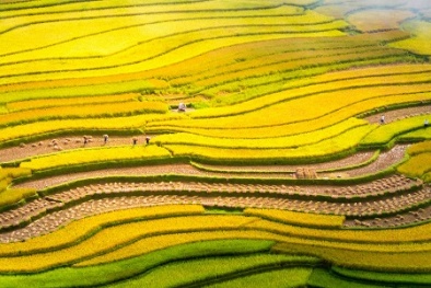 Ngất ngây cảnh đẹp thu miền Bắc với những 'mùa vàng'