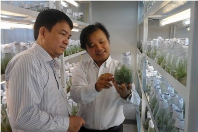 Ứng dụng công nghệ bức xạ và kỹ thuật hạt nhân trong đột biến tạo giống cây trồng