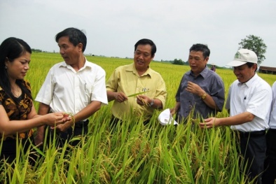Ứng dụng công nghệ hạt nhân tạo giống lúa và đậu có năng suất cao
