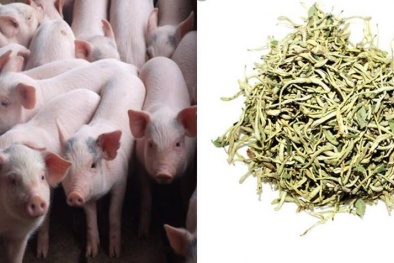 Chuyện lạ VN: Thu tiền tỷ nhờ cho lợn ở chung cư, đi thang máy, nghe nhạc