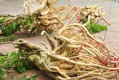 Những loài cây biến nông dân nghèo thành tỷ phú