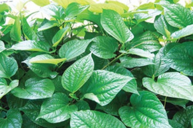 Không cần Viagra, ăn những loại rau thơm này cũng giúp quý ông 'sung mãn'