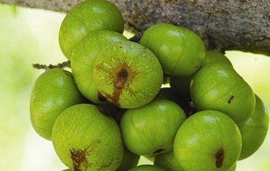 Loại quả dân dã này giúp quý ông sung mãn trong mỗi cuộc yêu