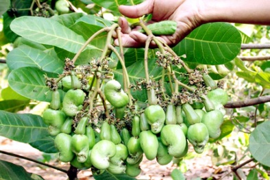 Cần giải pháp đồng bộ để nâng năng suất chế biến sản phẩm điều