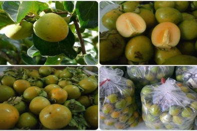Đội lốt hồng Việt Nam, hồng giòn Trung Quốc bủa vây người dùng