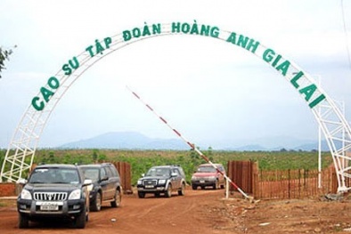 Bầu Đức bán cao su cho đối tác Trung Quốc có khả thi?