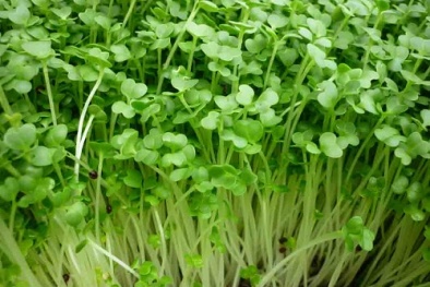 Kỹ thuật trồng rau mầm tại nhà ngon và sạch