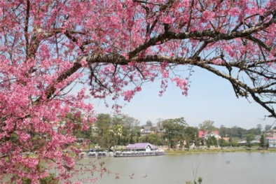 Đà Lạt lần đầu tiên tổ chức lễ hội mai anh đào