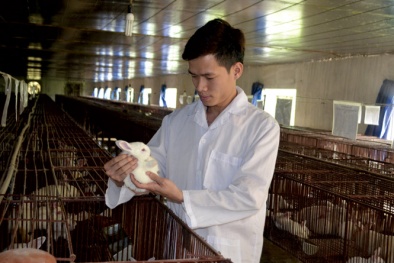 Làm giàu: Bí quyết nuôi thỏ lãi ròng tiền tỉ mỗi năm