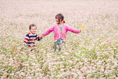 Lễ hội hoa tam giác mạch 2016 có những gì?