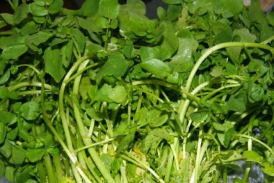 ‘Thực hư’ cải xoong giúp phòng chống ung thư