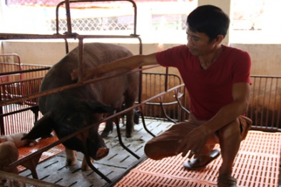 Nuôi đặc sản, nông dân Ninh Bình kiếm tiền tỷ mỗi năm 