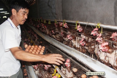 Bí quyết làm giàu của lão nông tay trắng gây dựng trang trại kiếm trăm triệu/năm
