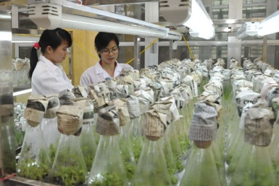  Kỹ thuật hạt nhân Việt Nam đã tạo giống lúa năng suất chất lượng