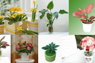 Ngày 20/10: Lựa chọn quà tặng độc đáo cho cô nàng yêu thiên nhiên