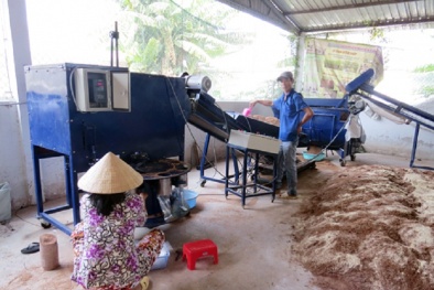 Vĩnh Long: Nâng cao chất lượng nấm dược liệu