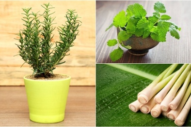 7 loại cây trồng trong nhà chống muỗi rất tốt cho Đăng ký và nhận 60K 24 bao lì xì miễn phí mỗi ngày bạn