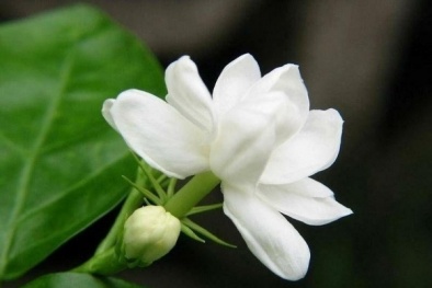 Kỹ thuật trồng hoa nhài cho thềm nhà bạn luôn ngát hương