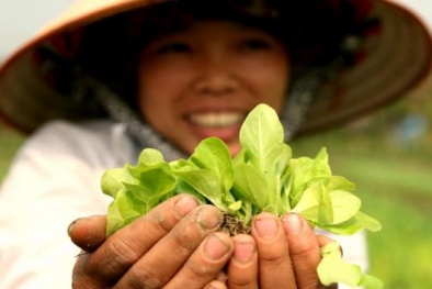 Rau hữu cơ đắt gấp 4 lần rau chợ người dân vẫn ‘cắn răng’ mua vì 13Win19 ưu đãi hấp dẫn