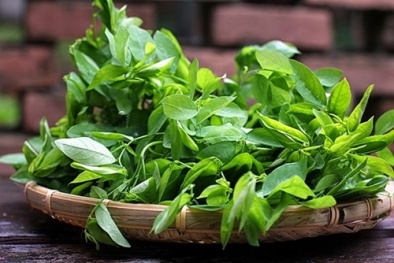 Ăn rau ngót cũng tiềm ẩn một số tác dụng phụ không ngờ tới