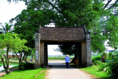 Mùa đông về xứ Đoài ăn bánh tẻ nóng, ngắm dã quỳ vàng ươm trong sương