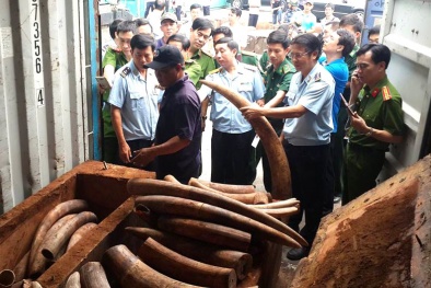 Sẽ tiêu hủy đốt cháy hoàn toàn 2 tấn ngà voi và 70kg sừng tê giác