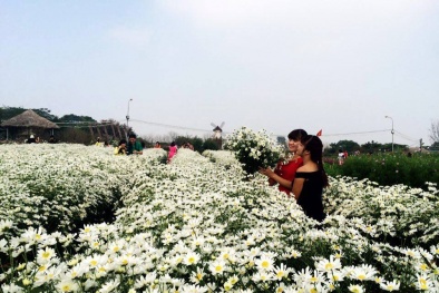 Hà Nội đẹp nao lòng mùa hoa cúc họa mi