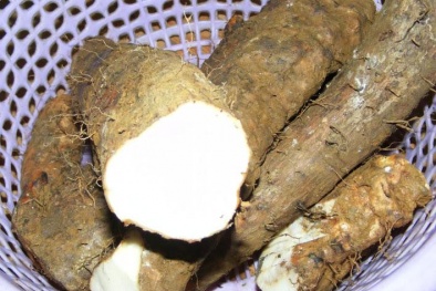 Bổ thận tráng dương từ thần dược núi rừng không phải ai cũng biết