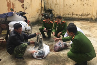 Chặn giữ nửa tấn nội tạng trâu bò lậu suýt tuồn ra thị trường