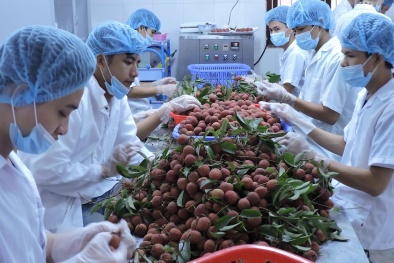 Hoàn thiện quy trình bảo quản vải thiều bằng công nghệ CAS