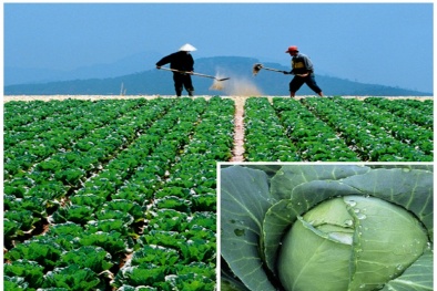 Kỹ thuật trồng bắp cải xanh tươi tốt mà nhanh thu hoạch