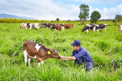 Vinamilk đạt chứng nhận trang trại bò sữa Organic đầu tiên tại Việt Nam 