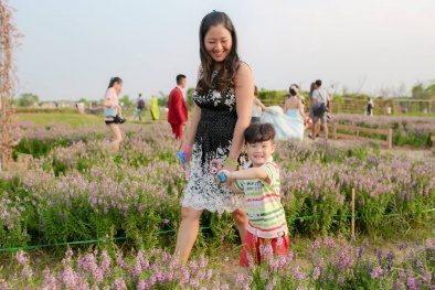 Mê mẩn cánh đồng hoa ngọc hân đẹp ngất ngây giữa lòng Hà Nội