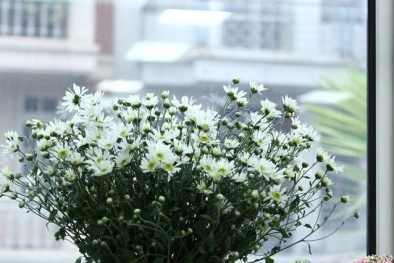 Những cách cắm hoa cúc họa mi đẹp dịu dàng 