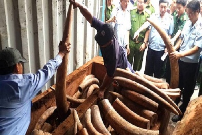 Triệt phá các đường dây mua, bán động vật hoang dã