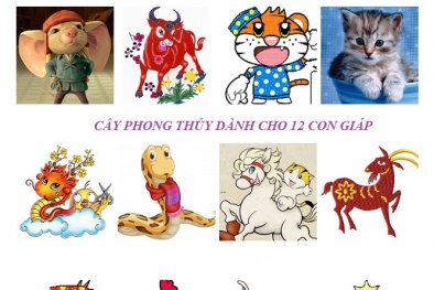 12 con giáp trồng cây gì trong nhà để phát tài?