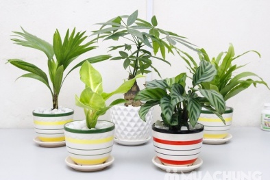 Cây trồng trong nhà nào mang lại hạnh phúc cho Đăng ký và nhận 60K 24 bao lì xì miễn phí mỗi ngày bạn?