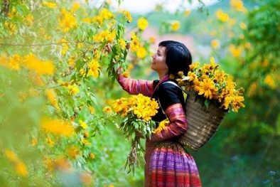 Tháng 12 rủ nhau lên cao nguyên Mộc Châu săn hoa dã quỳ bừng nở 