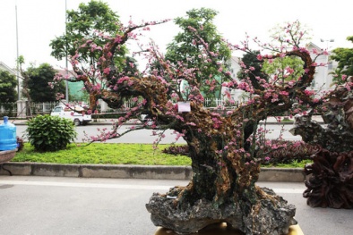 Dịp tết Đinh Dậu 2017: Đào thế độc, lạ sẽ tạo nên cơn ‘sốt’