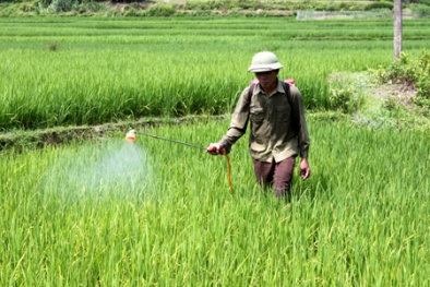 Phát hiện 'sốc': Thuốc diệt cỏ khiến vi khuẩn kháng thuốc gây bệnh mạnh hơn