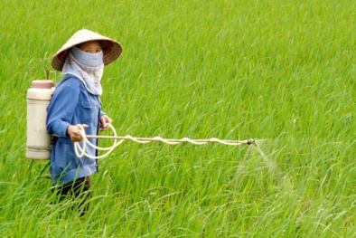 Tin tức cảnh báo nổi bật ngày 4/12: Cảnh giác với hiểm họa từ thuốc diệt cỏ