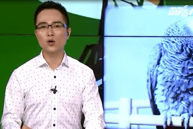 Hy hữu: Vẹt làm 'nhân chứng' trong phiên xét xử trọng án vợ giết chồng