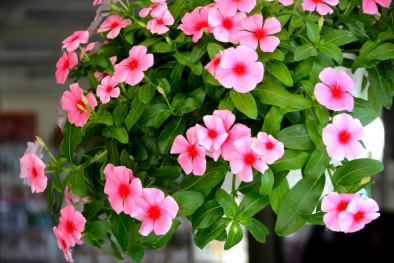 Kỹ thuật trồng hoa dừa cạn rủ ngập ban công ‘siêu’ đơn giản