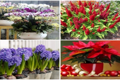 Tết Đinh Dậu 2017: Chuyên gia phong thủy gợi ý chọn mua hoa chơi Tết để rước lộc tài
