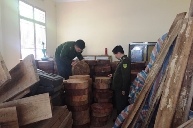 Vụ xe biển xanh chở gỗ lậu: Kỷ luật Viện trưởng, sa thải lái xe