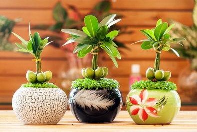 12 con giáp nên đặt đồ vật gì trong nhà để mang lại sự may mắn?