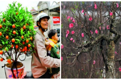 Người dân Nhật Tân bày cách chọn mua đào, quất chơi Tết hợp túi tiền