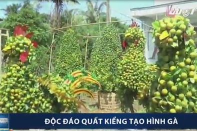 Độc đáo quất cảnh tạo hình gà đón Tết Đinh Dậu